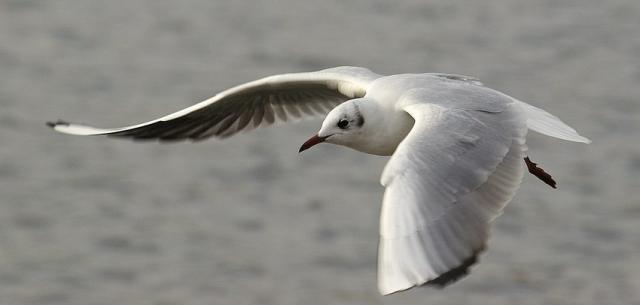 openphotonet_Gull