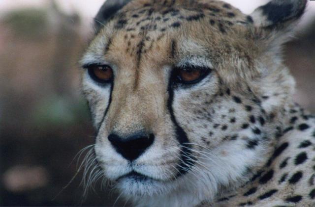 openphotonet_chtfrm03