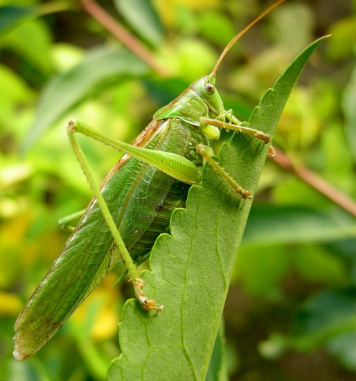 openphotonet_sauterelle6-