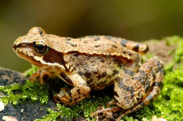 openphotonet_skokanek01